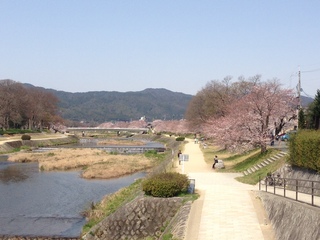 sakura1.JPG