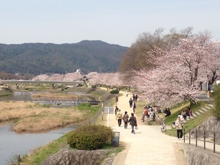 sakura3.JPG